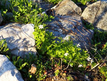 vitsipporna-ute-i-backarna-star-1