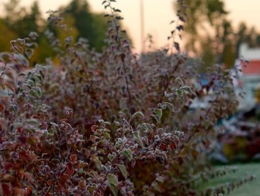 DSC05173-e1446753071115