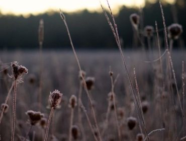 Dimma-och-frost-e1444663193545