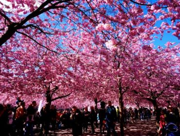 Korsbarstraden-Kungstradgarden-e1461262903479