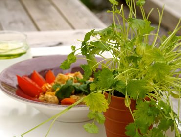 Kyckling-med-jordnotssas-och-koriander-scaled