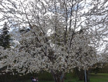 Promenad-blommande-trad-11-scaled