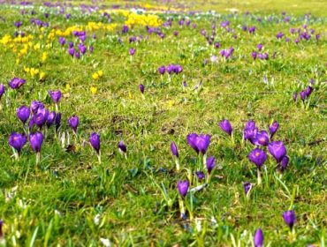 Vasaparken-promenad-e1459967716176