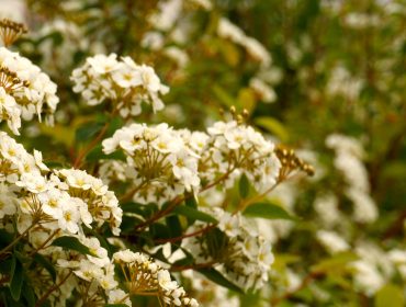 Vit-inspo-spirea-8-scaled