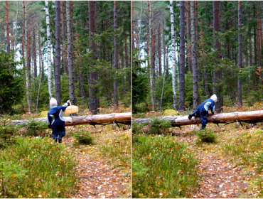 Wilmer-i-skogen