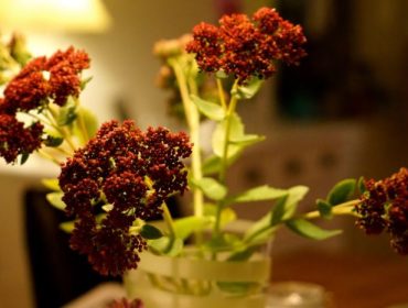 blommor-e1443035550743