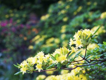 djurgarden-promenad7