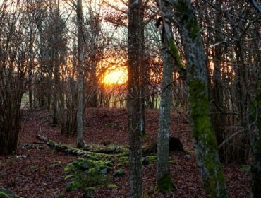 eftermiddagssol-6-e1459882717491