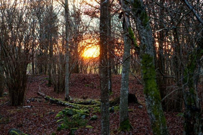 eftermiddagssol-6-e1459882717491