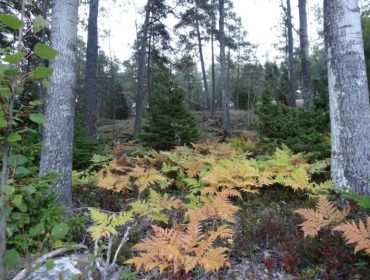 en-annan-syn-p-C3-A5-tr-C3-A4ning-1-