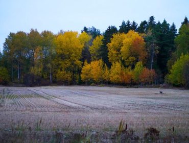 host-morgonpromenad-1