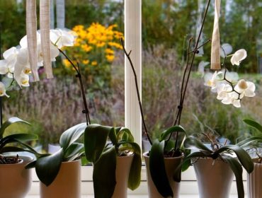 hus-och-hem-e1443980036205