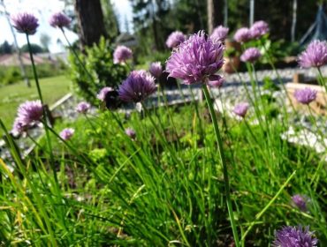 ist-C3-A4llet-f-C3-B6r-jobb-2-