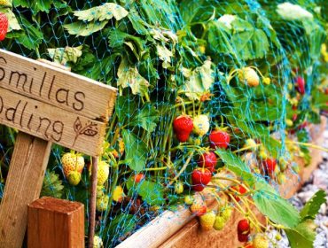 jordgubbar-favoriter-odling