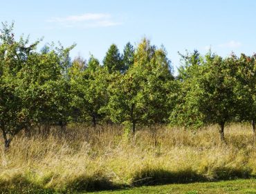 lordagasnoje-nibble-gard-1