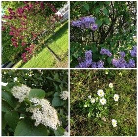 mellan-h-C3-A4gg-och-syren