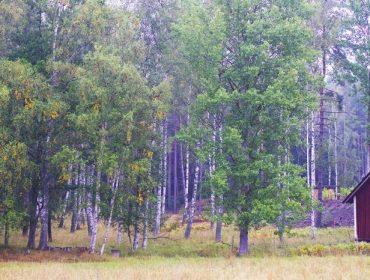 morgonmagi-promenad-1