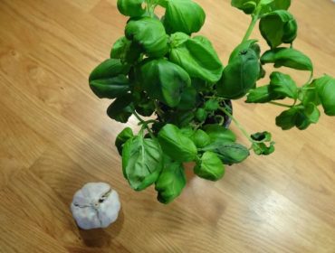 pesto-1-