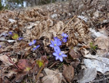 promenad-med-barnvagn-2-