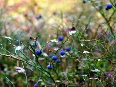 skogen-blabar-6-e1451338538225