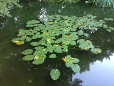 tacksam-l-C3-B6pning-284-29