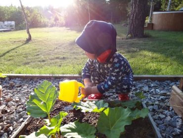 tr-C3-A4dg-C3-A5rd-mogna-jordgubbar-1-