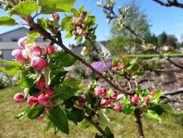 tr-C3-A4dg-C3-A5rden-1-1-1