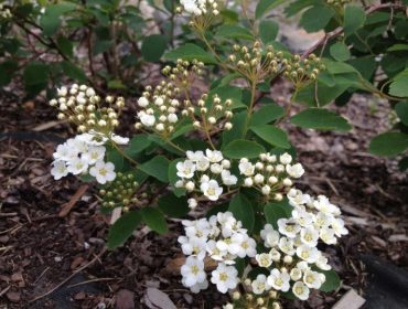 tr-C3-A4dg-C3-A5rden-1-1-2