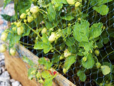 tradgarden-jordgubbar