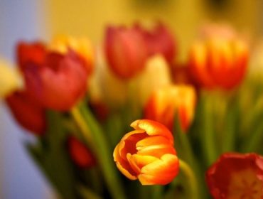 tulpaner2-e1453493584869