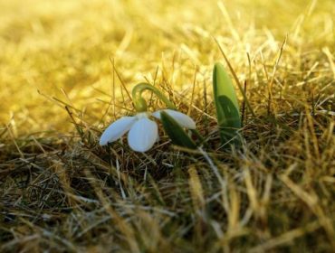 vartrotthet-snodroppe-e1459190136161