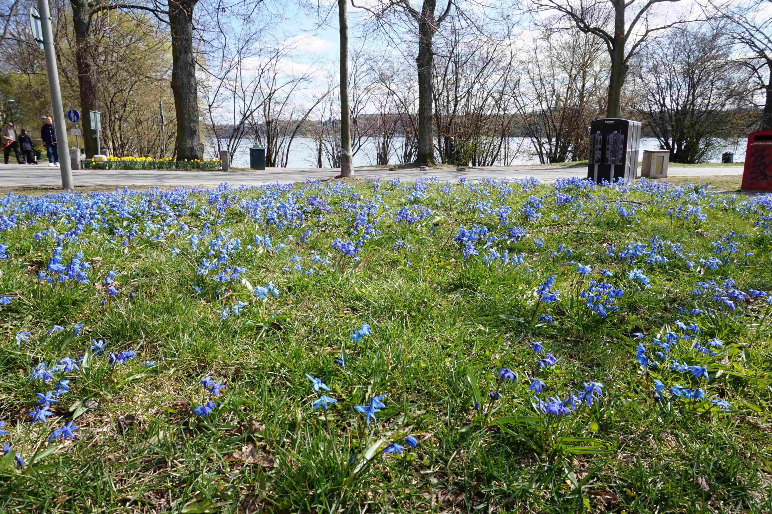 Blommor på promenaden (1)