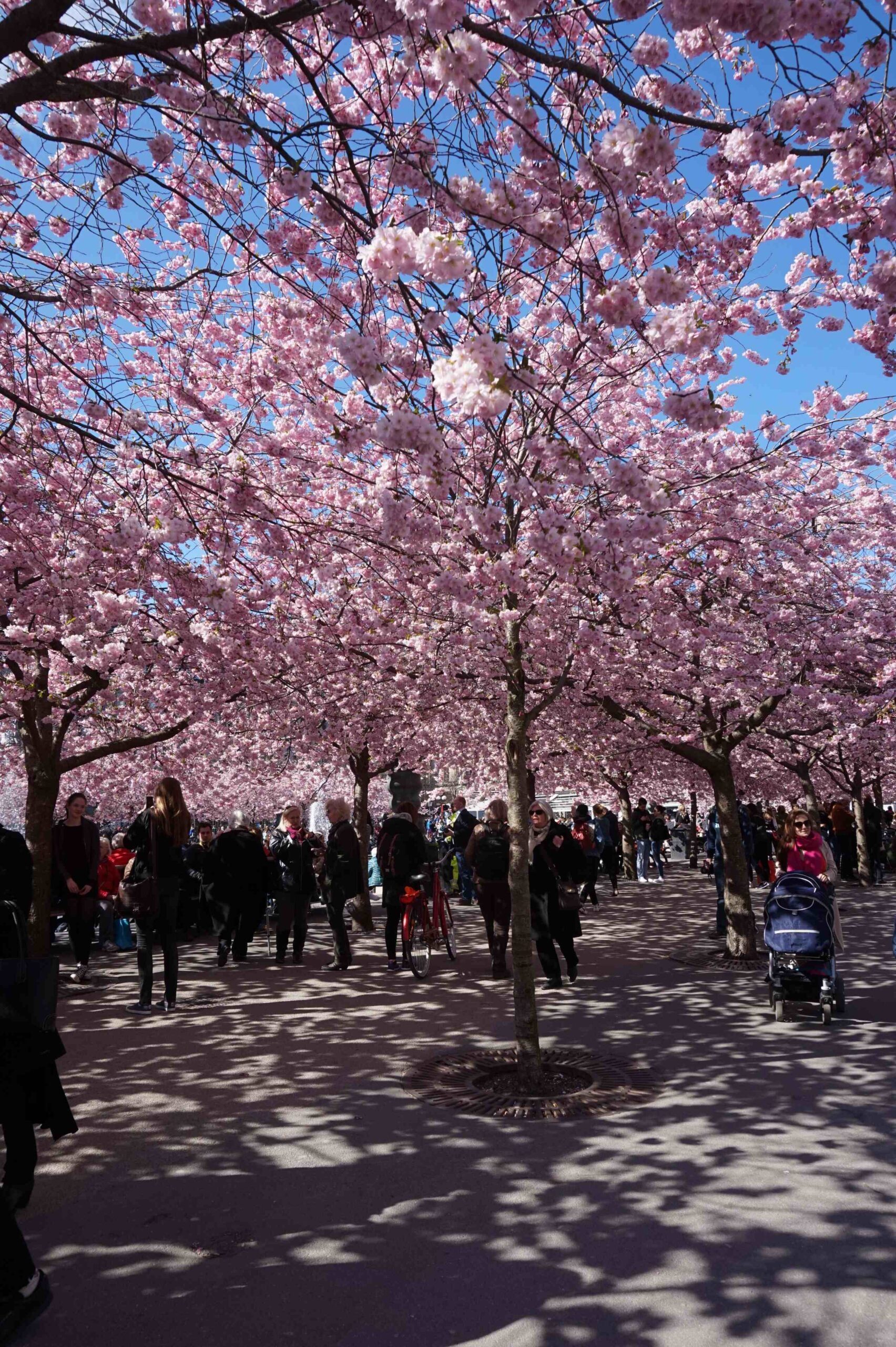 Blommor på promenaden (40)