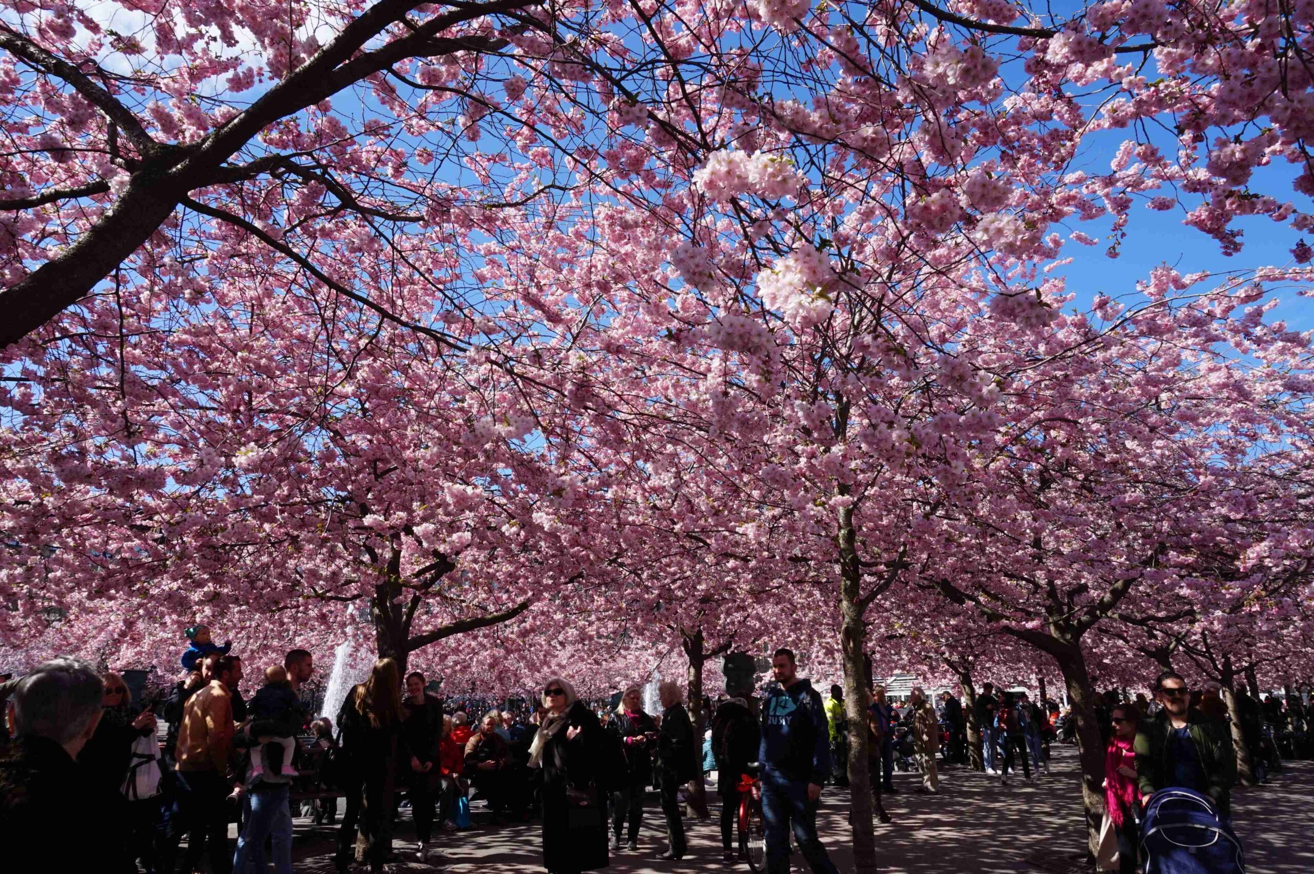 Blommor på promenaden (41)
