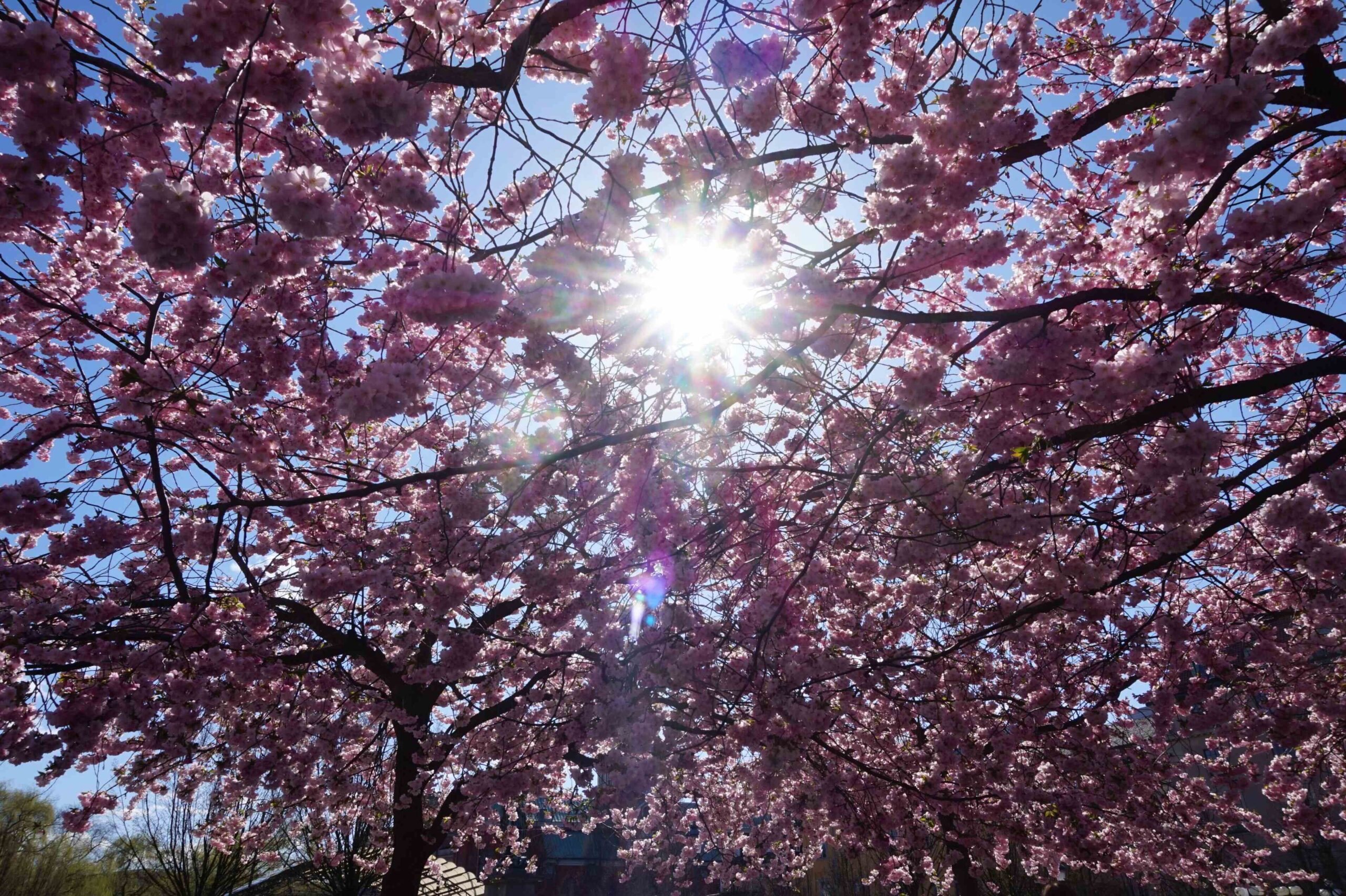 Blommor på promenaden (42)