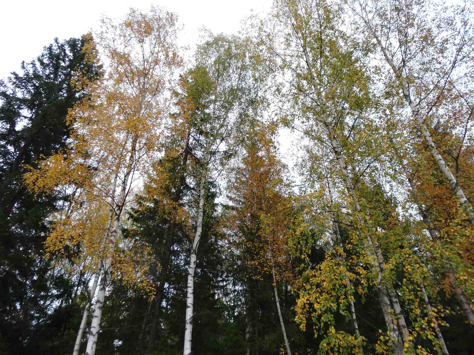 Dagens (1)