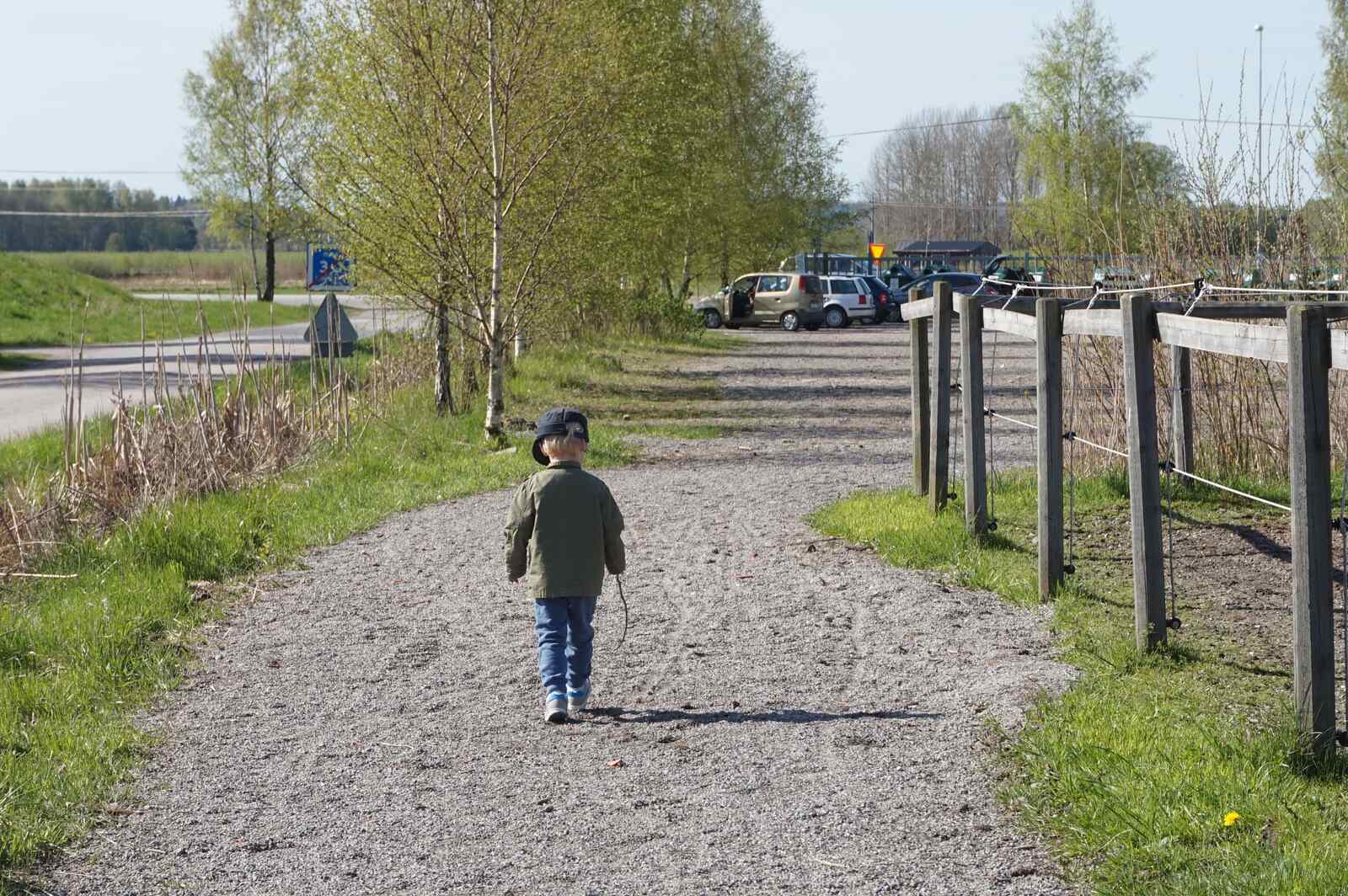 Hästar-vitsippor-backintervaller (16)