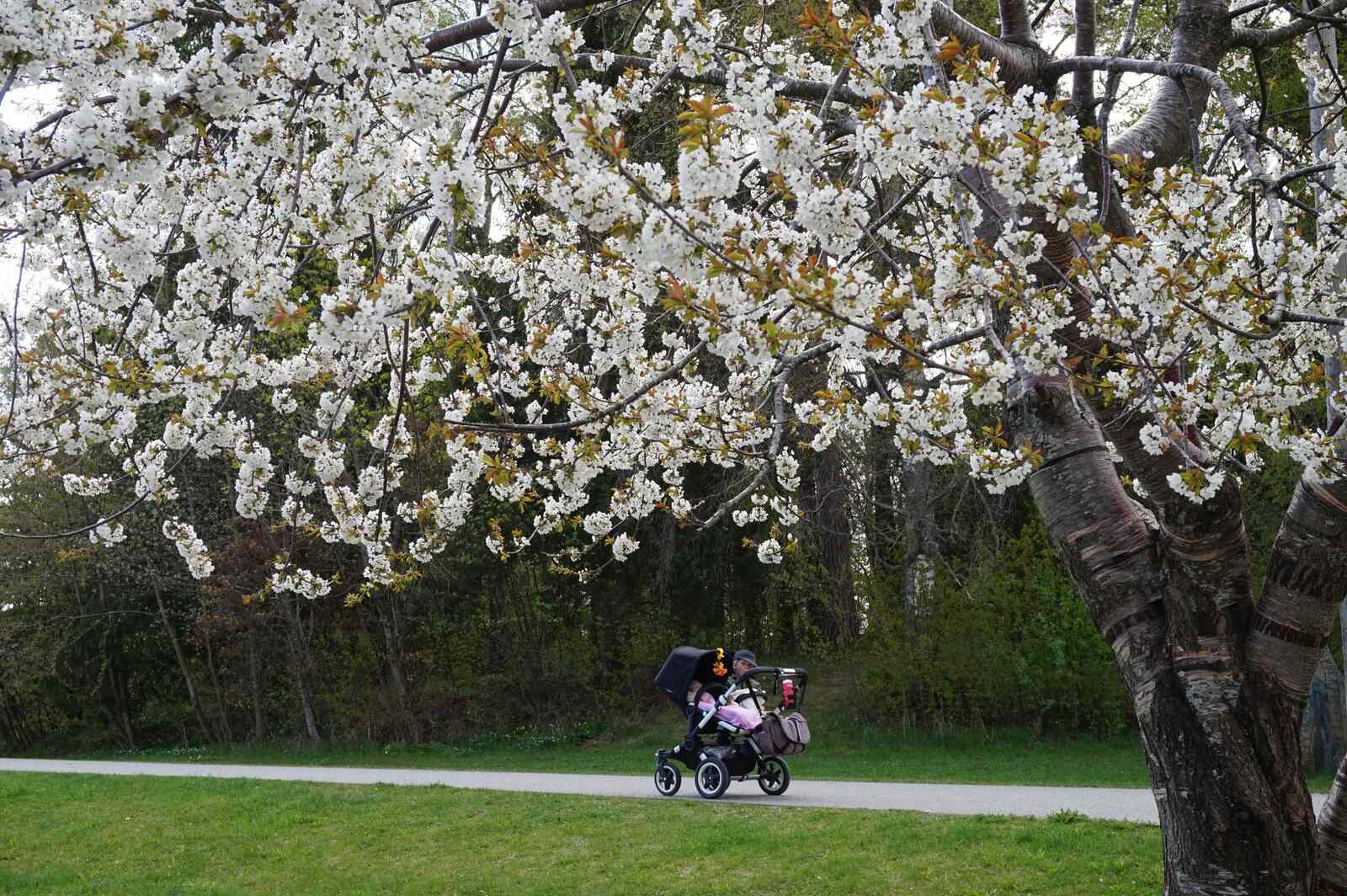 Promenad-blommande-tr%C3%A4d (4)