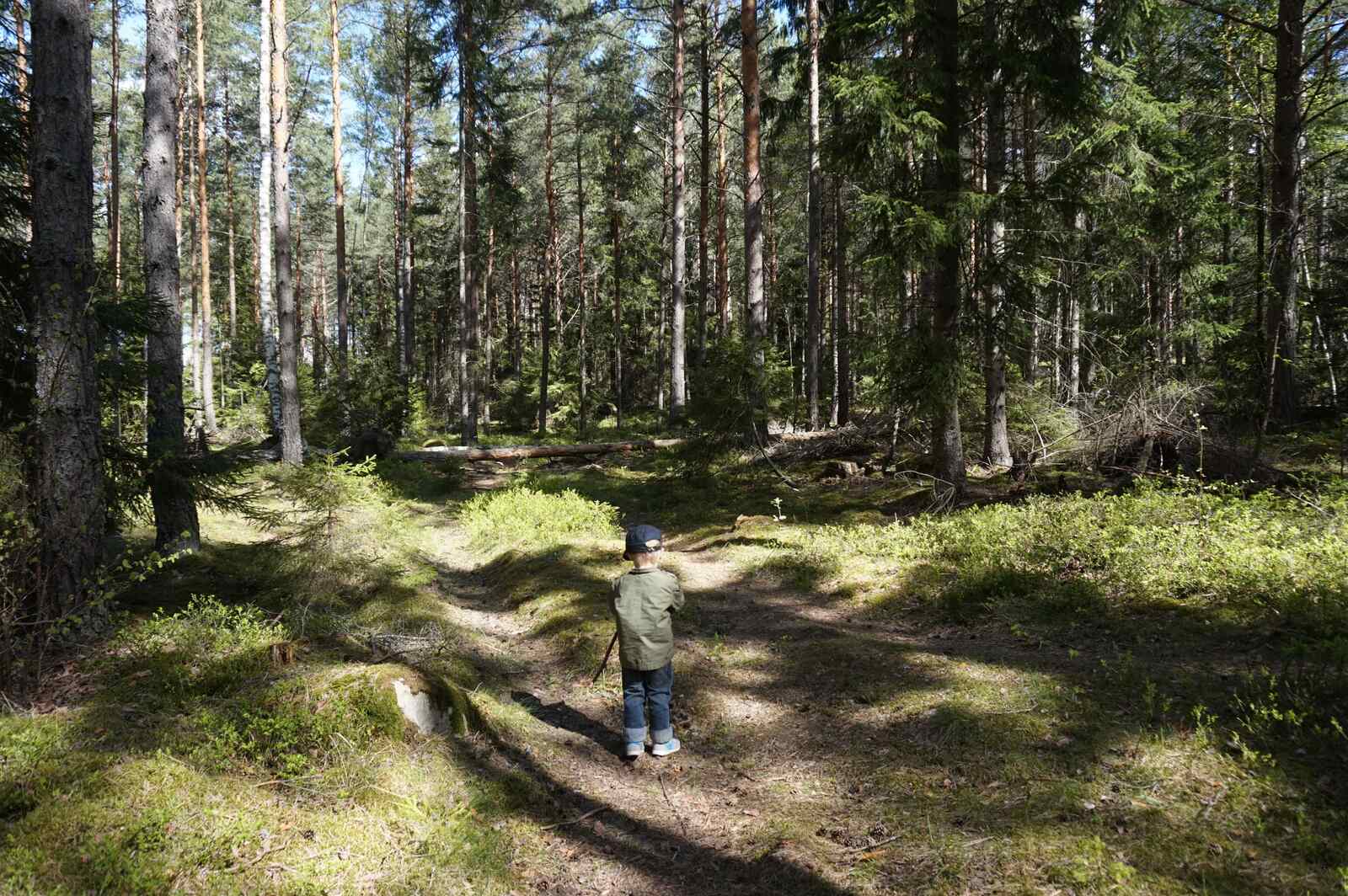 Skogen (1)