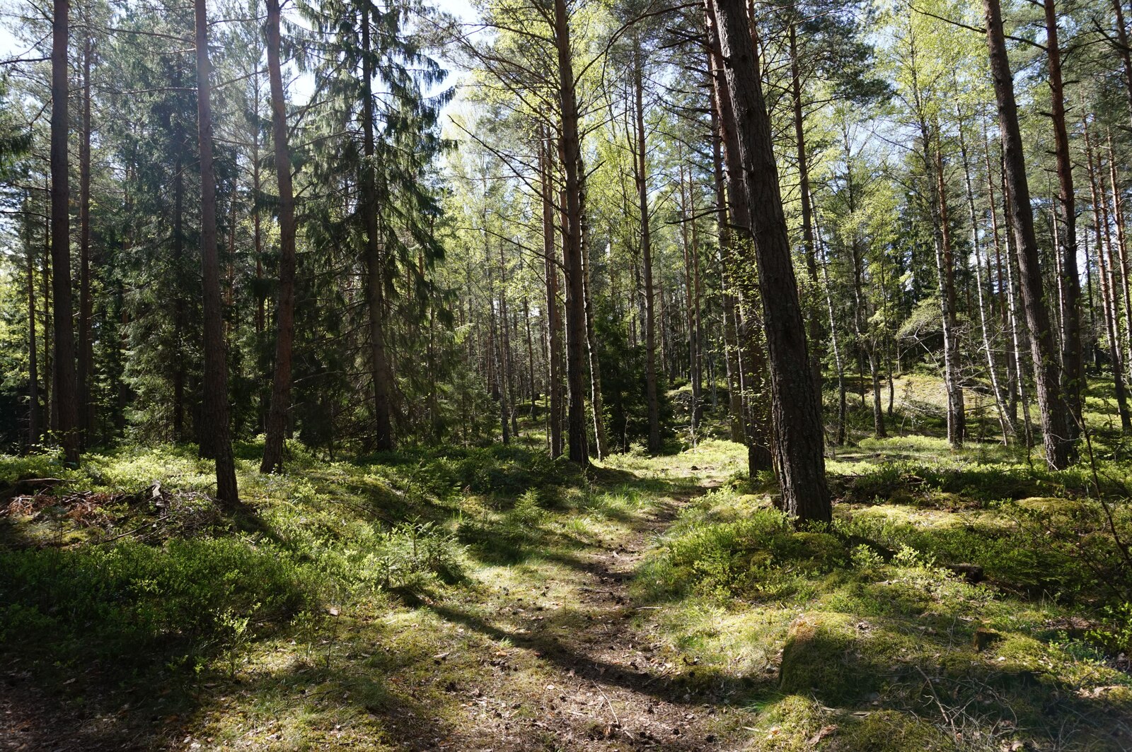 Skogen (11)