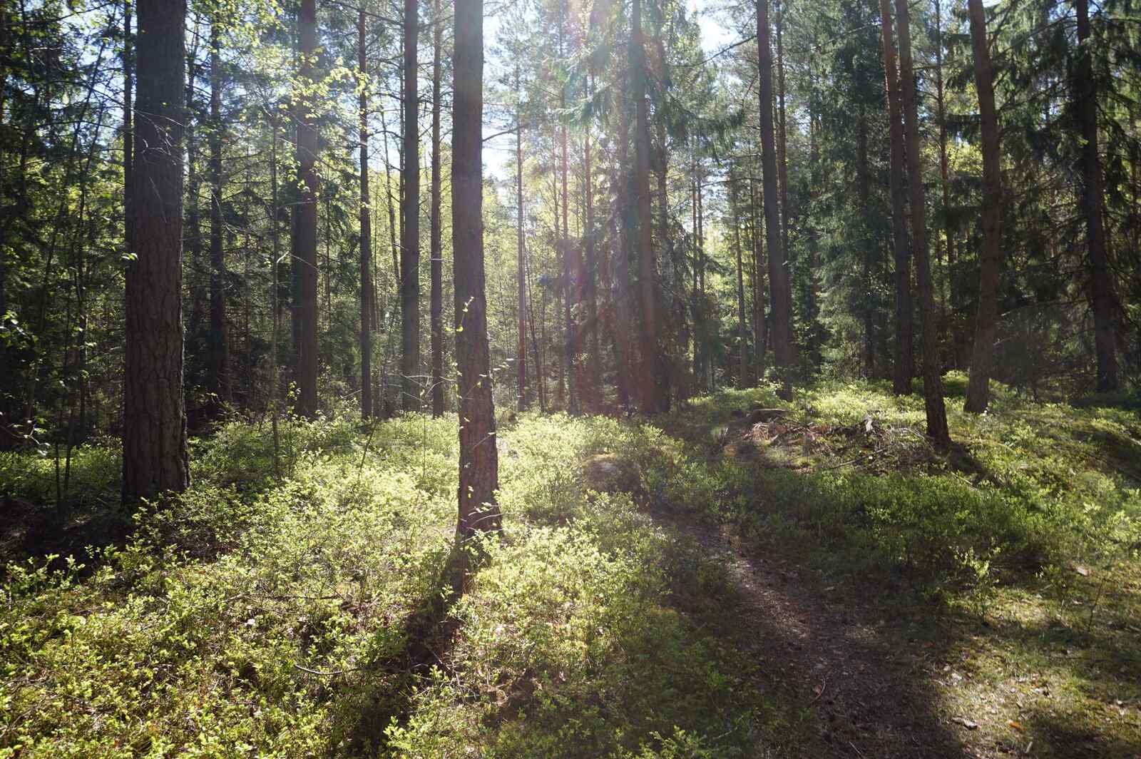 Skogen (12)