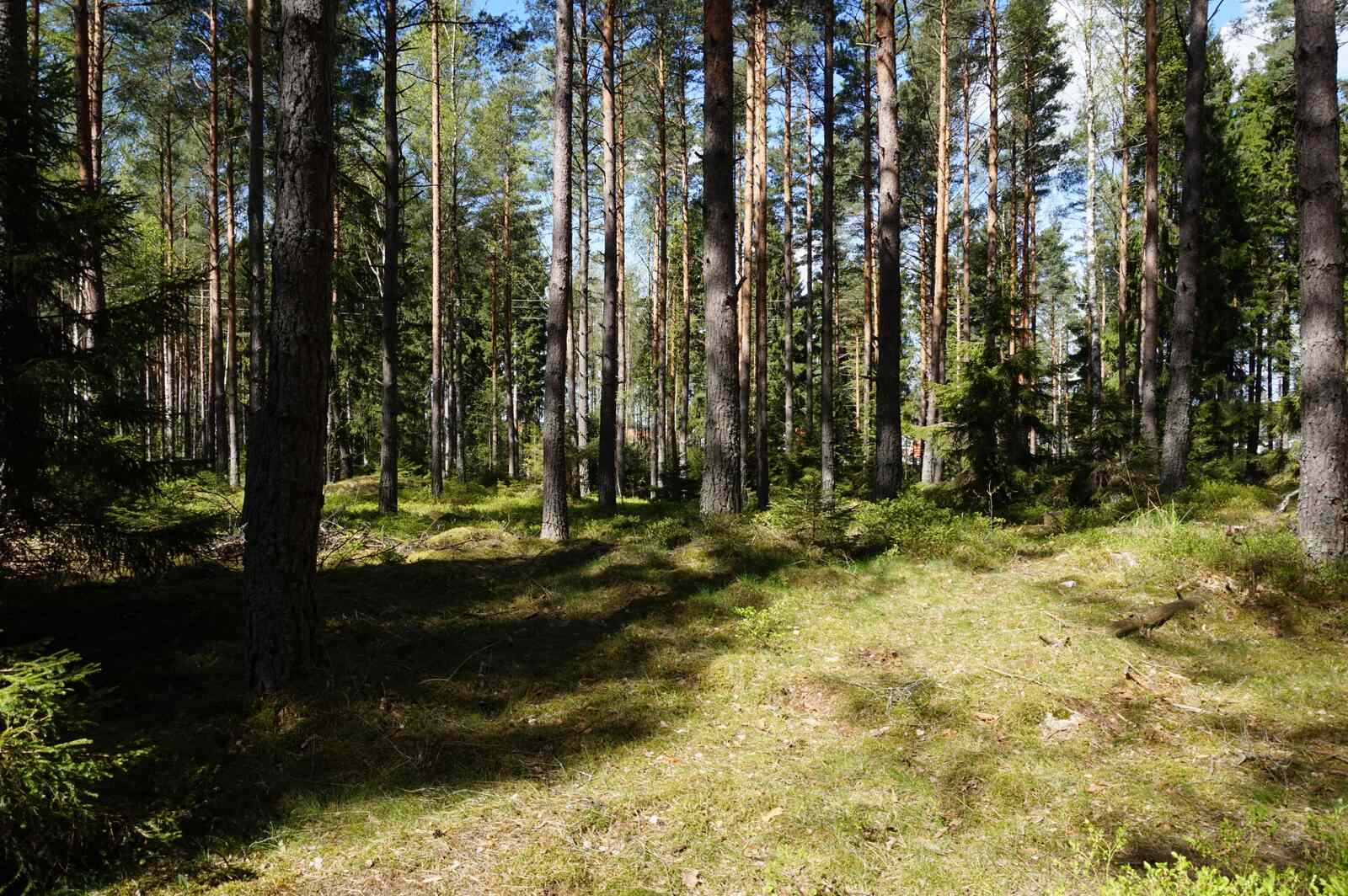 Skogen (18)