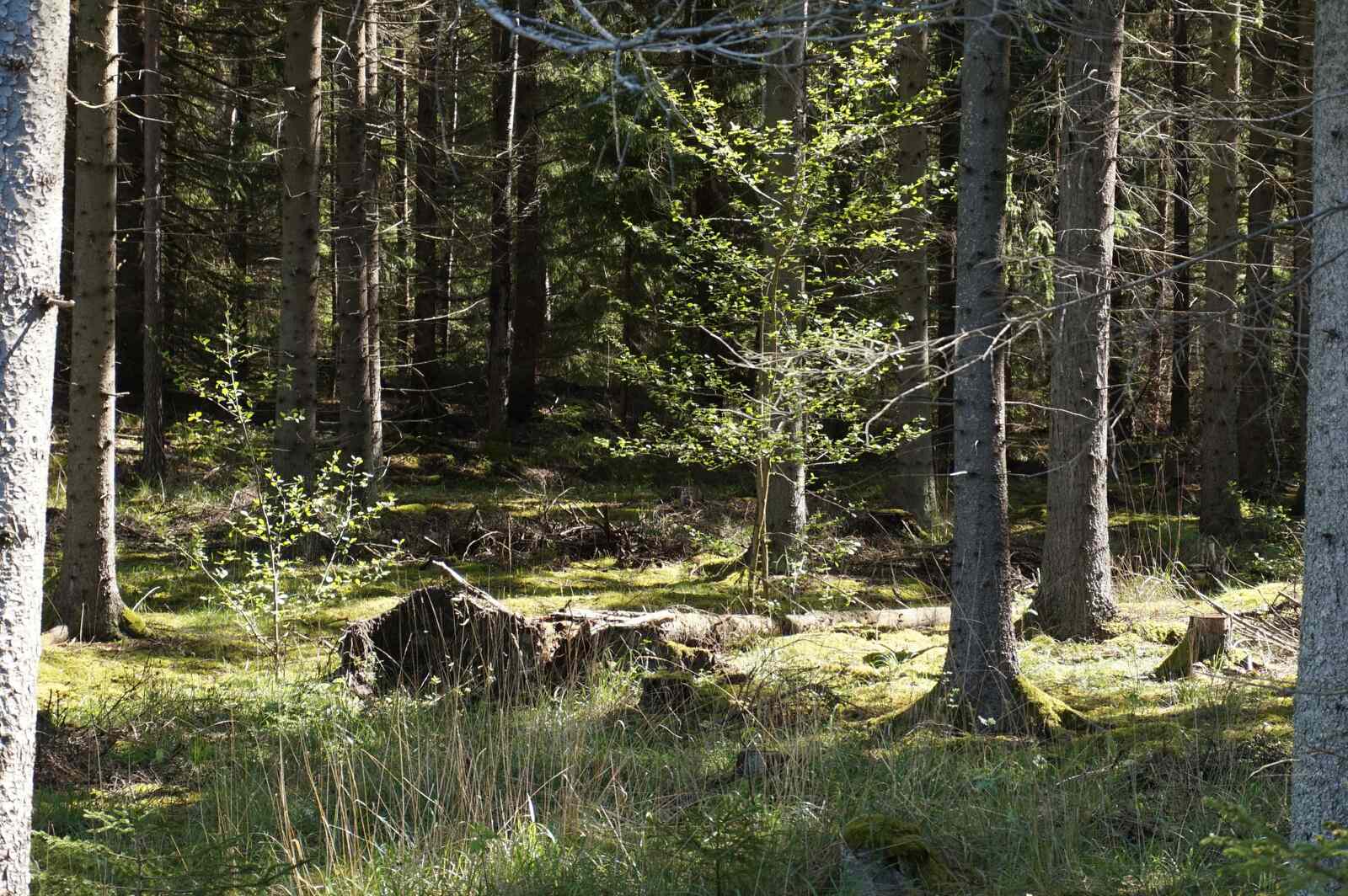 Skogen och sjön promenad (18)
