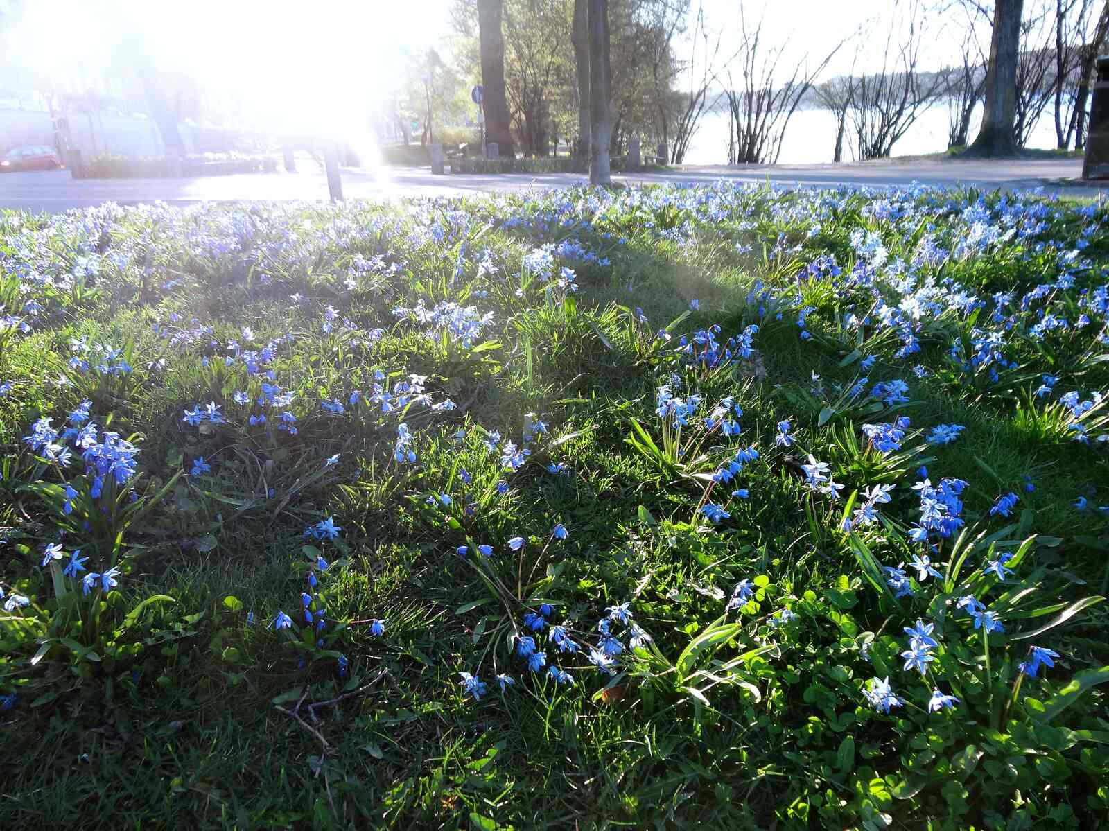 Vårblommor i parken (1)