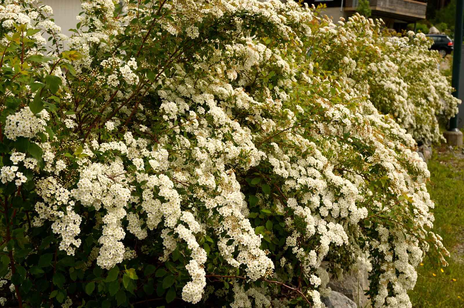 Vit inspo spirea (1)