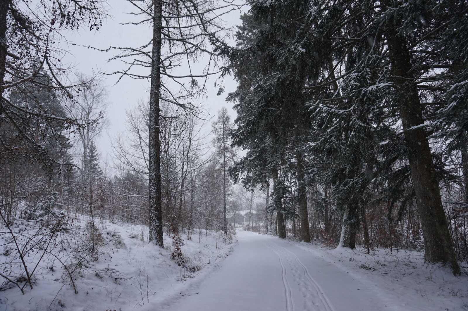 älska snö (1)