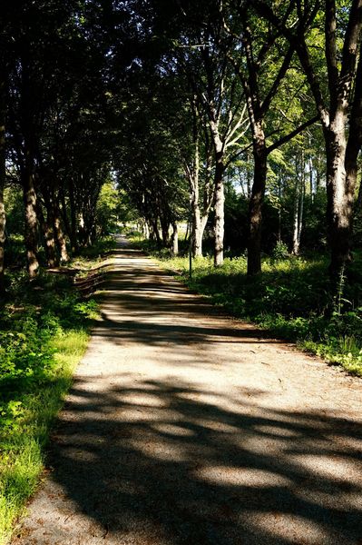 En skuggig, trädkantad stig i en skog