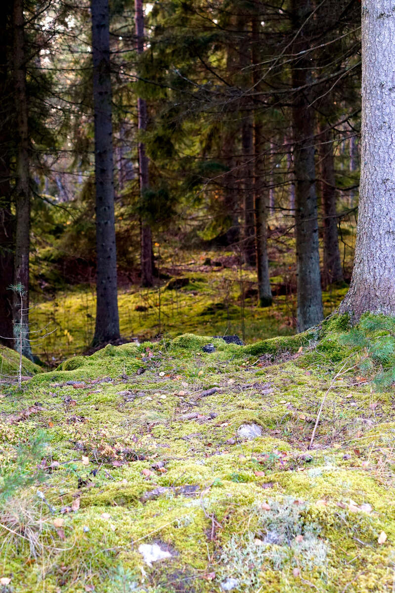 Skogsbotten