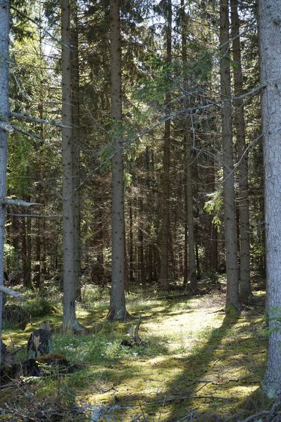 Skogen-och-sjön-promenad-20