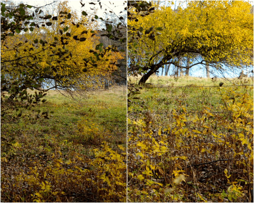 promenad- jusglimt collage